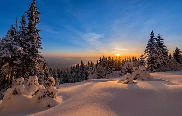 Картинка зима, лес, небо, солнце, елки