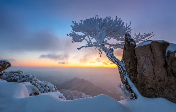 Картинка зима, снег, пейзаж, горы, природа, дерево, скалы, утро, сосна, Южная Корея