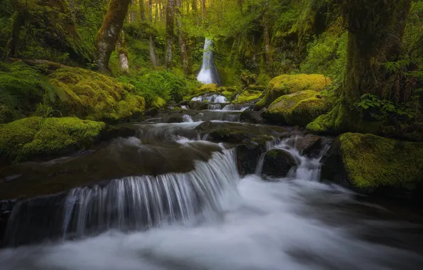 Картинка лес, ручей, водопад, мох, речка, Штат Вашингтон