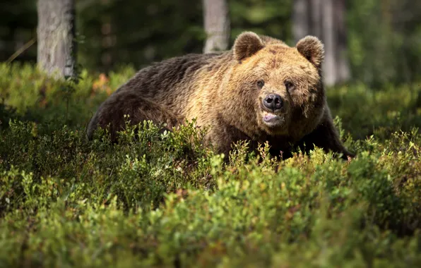 Картинка лес, деревья, природа, животное, хищник, медведь, бурый, Александр Перов