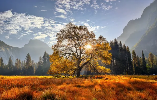 Картинка деревья, горы, дерево, луг, Калифорния, California, Национальный парк Йосемити, Yosemite National Park