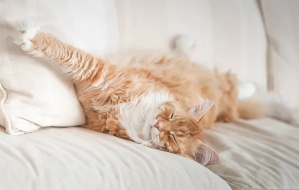 Картинка кот, отдых, лапа, сон, рыжий, мордочка, постель, котейка, спящий, Мейн-кун