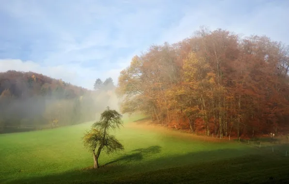 Картинка поле, деревья, природа, туман