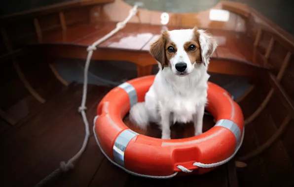 Картинка лодка, собака, спасательный круг
