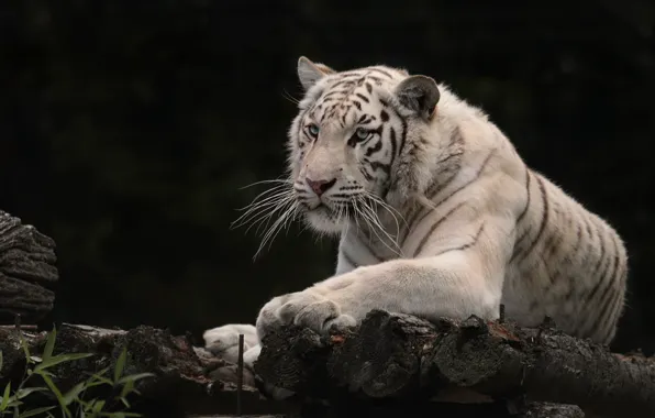 Картинка тигр, белый тигр, дикая кошка, тёмный фон