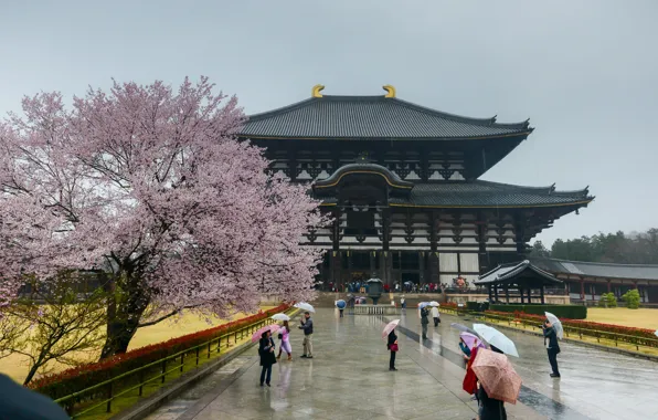 Картинка Сакура, Япония, Japan, Архитектура, Sakura, Nara, Нара, Architecture