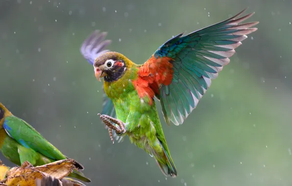 Картинка дождь, птица, крылья, попугай