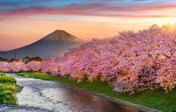 Картинка вишня, весна, Япония, сакура, Japan, цветение, гора Фуджи, landscape, pink, blossom, mountain, sakura, cherry, spring, …