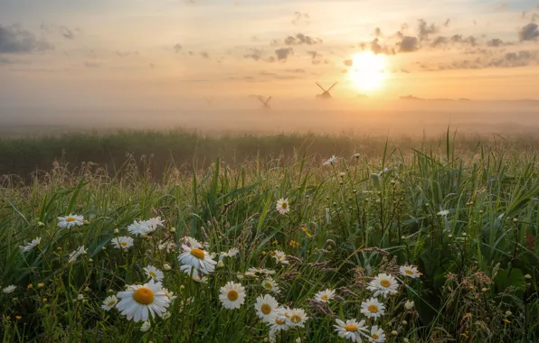 Картинка трава, цветы, туман, восход, рассвет, ромашки, утро, луг, Нидерланды