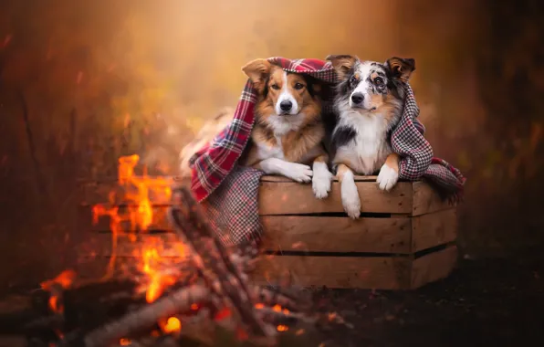 Картинка осень, собаки, взгляд, природа, поза, уют, тепло, фон, настроение, огонь, вместе, две, красота, лапы, покрывало, …