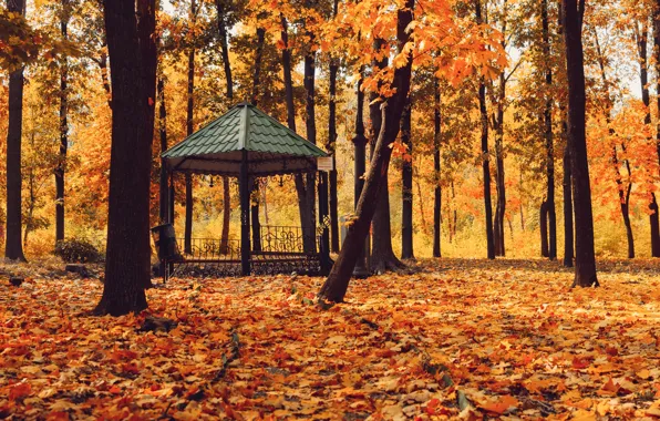 Картинка осень, лес, листья, деревья, парк, forest, nature, yellow, park, autumn, leaves, tree