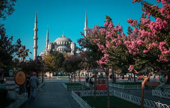 Картинка парк, Турция, цветущие деревья, Daria Klepikova, Cтамбул