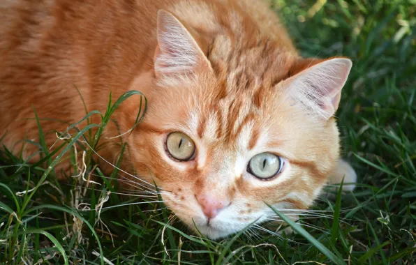 Картинка трава, кот, взгляд, рыжий, мордочка, котейка, глазиша