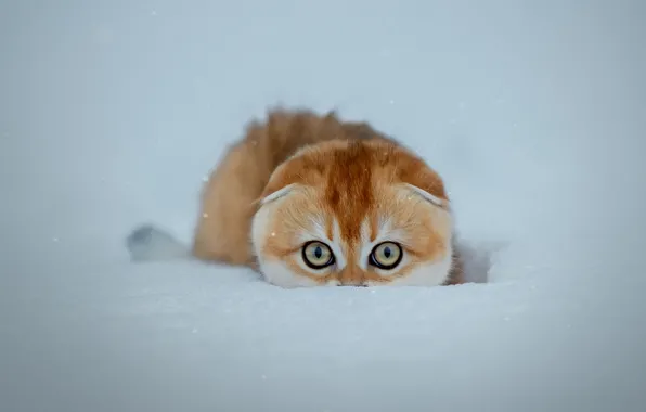Картинка кот, снег, cat, snow, Светлана Писарева