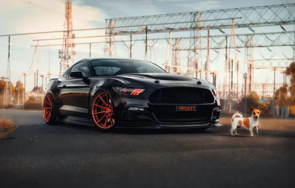 Картинка Mustang, Ford, собака