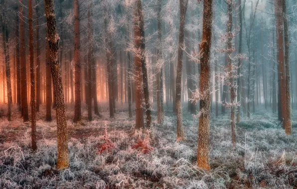 Картинка иней, лес, forest, frost, Jure Kravanja