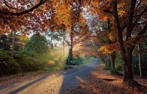 Картинка дорога, осень, солнце, лучи, деревья, пейзаж, природа, тени, Derek Zhang