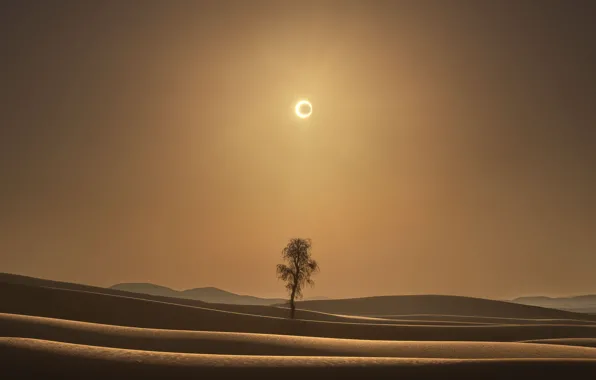 Картинка солнце, дерево, пустыня, затмение, desert, eclipse, tree, sun, Maxime Daviron