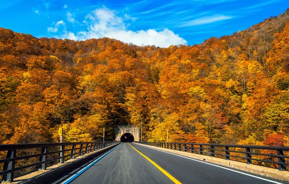 Картинка дорога, осень, лес, листья, деревья, парк, colorful, forest, road, landscape, park, autumn, leaves, tree, country, …