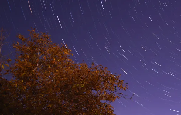 Картинка космос, звезды, ночь, дерево, stairtrails
