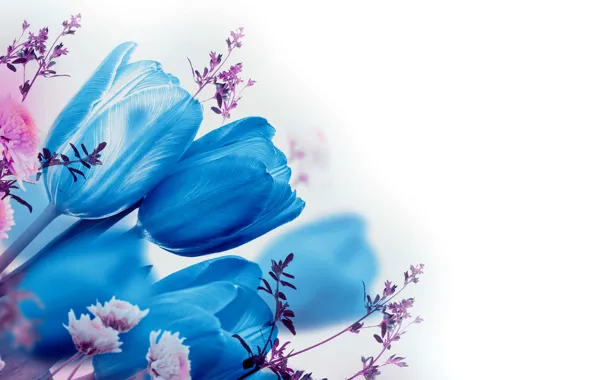 Картинка цветы, голубые, тюльпаны, белый фон, синие, боке, веточки