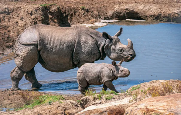 Картинка вода, малыш, носорог