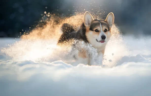 Картинка зима, снег, собака, прогулка, пёсик, Вельш-корги, Светлана Писарева