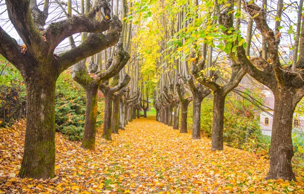 Картинка осень, листья, деревья, парк, тропа, nature, yellow, park, autumn, leaves, tree, path