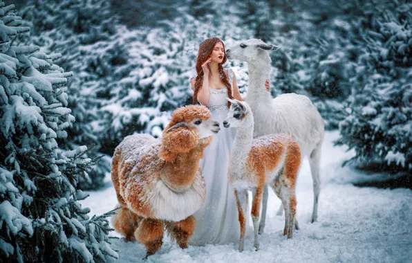 Картинка зима, лес, животные, девушка, снег, рыжая, рыжеволосая, лама, закрытые глаза, альпака, Александра Савенкова