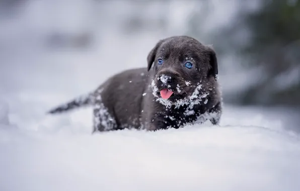 Картинка зима, язык, взгляд, снег, портрет, собака, малыш, сугробы, щенок, прогулка, мордашка, коричневый, шоколадный, ретривер, карапуз, …