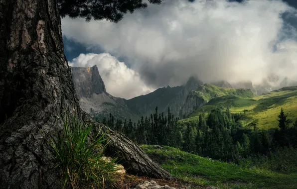 Картинка лес, трава, облака, пейзаж, горы, природа, дерево, склон, Италия, сосна, Доломиты, Perlikowski Jakub