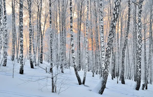 Картинка forest, trees, winter, snow