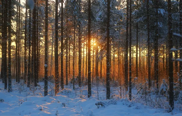 Картинка зима, лес, фото