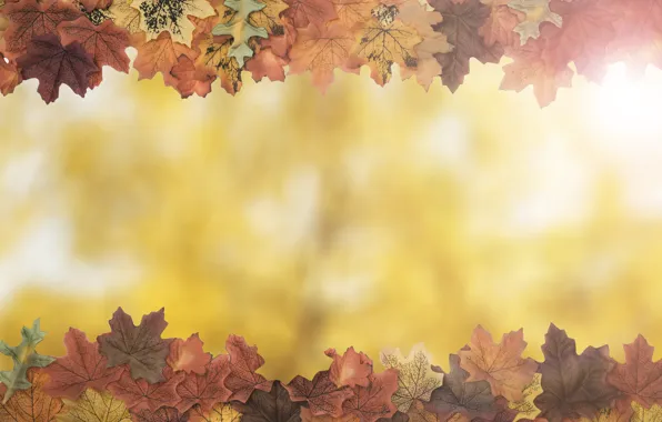 Картинка осень, листья, фон, дерево, colorful, wood, background, autumn, leaves, осенние, maple