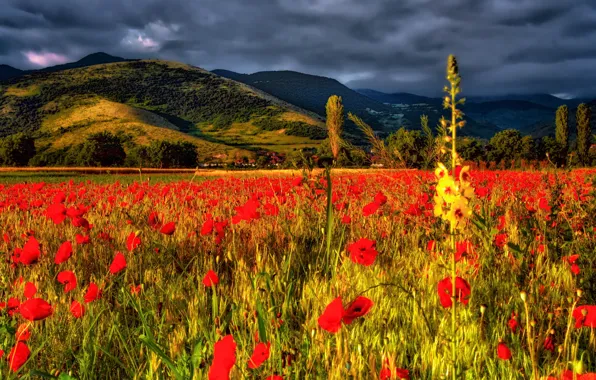 Картинка поле, цветы, горы, маки, Болгария