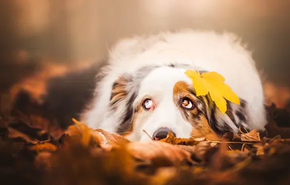 Картинка осень, взгляд, морда, листья, желтый, природа, поза, лист, туман, фон, настроение, листва, листок, портрет, собака, …