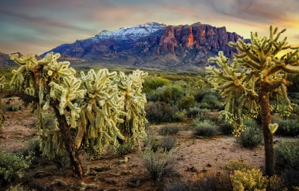 Картинка пейзаж, горы, природа, Аризона, кактусы, США, Apache Junction