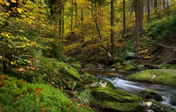 Картинка осень, лес, деревья, ручей, мох, Польша, Poland, Karkonosze National Park, Карконошский национальный парк