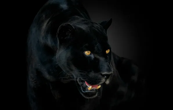 Картинка глаза, пантера, клыки, ягуар, jaguar, eyes, panther, fangs