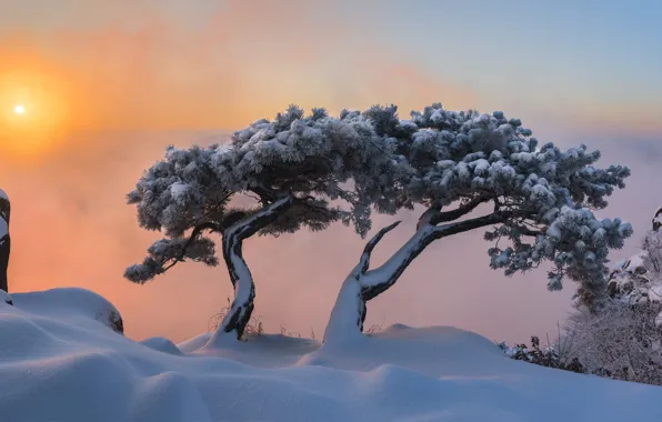 Картинка зима, снег, деревья, пейзаж, горы, природа, рассвет, утро, сосны, Корея, заповедник, jae youn Ryu, Пукхансан