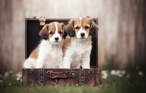 Картинка собаки, трава, размытость, щенки, чемодан, парочка, Коикерхондье