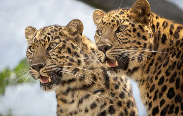 Картинка дикие кошки, парочка, леопарды, морды, двойняшки