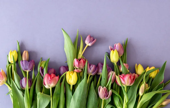Картинка цветы, букет, весна, colorful, тюльпаны, fresh, pink, flowers, tulips, spring