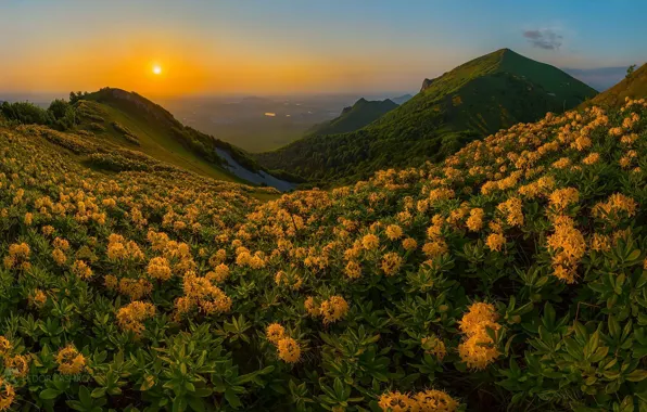 Картинка закат, цветы, горы, природа