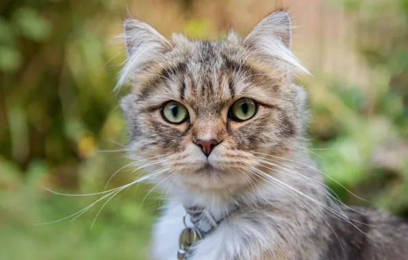 Картинка кошка, кот, взгляд, морда, фон, портрет, красавица, серая, полосатая