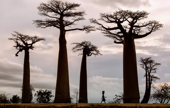Картинка деревья, женщина, Африка, баобабы