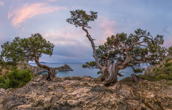 Картинка море, деревья, пейзаж, природа, скалы, сосны, Крым, Новый Свет