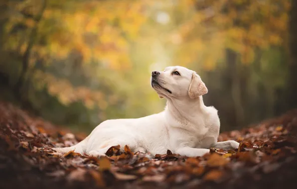 Картинка осень, листва, собака, лабрадор, ретривер