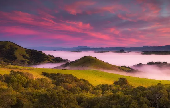 Картинка лес, небо, трава, облака, деревья, горы, туман, рассвет, поля, Калифорния, США, луга