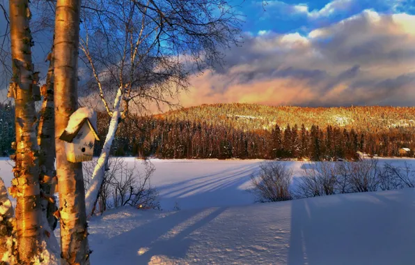 Картинка зима, снег, деревья, пейзаж, закат, природа, холм, Канада, тени, скворечник, леса, Квебек, Alain Audet
